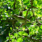 Arctic Warbler
