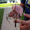 Arrow Crab