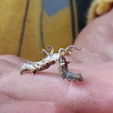Horned Spanworm