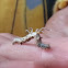 Horned Spanworm