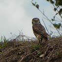 Burrowing Owl