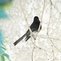 Black Phoebe