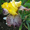Yellow &  Burgundy Bearded Iris