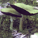 Agaricus