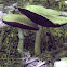 Agaricus