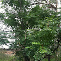 White Cedar