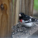 Rose breasted Grosbeak