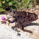 Lilac-banded Longtail Skipper - female laying eggs