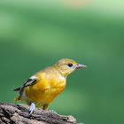 Baltimore Oriole