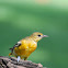 Baltimore Oriole
