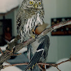 Northern Pygmy Owl