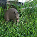 Armadillo