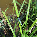 Spangled Skimmer dragonfly (male)