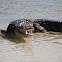 American Crocodile