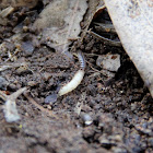 Grub vs Millipede