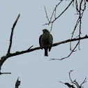 Rose-breasted Grosbeak