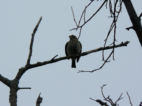 Spotting Image 1
