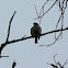 Rose-breasted Grosbeak