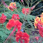 Pride of Barbados