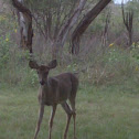 Texas White-tailed Deer (Doe)