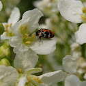 Carpet beetle