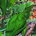 Purple Pitcher Plant