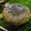 Ugly Milk Cap