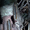 Eastern Tent Caterpillar