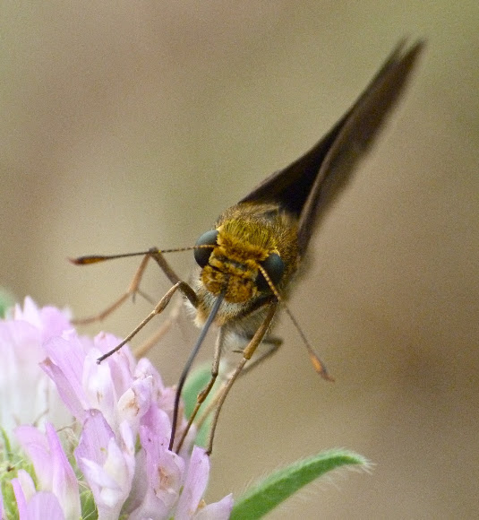 Spotting Image 1