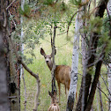 Mule Deer