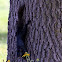 Black Squirrel