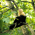 white-headed capuchin