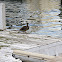 Mallard Duck