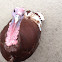 Domestic Turkey