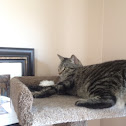 Tabby cat