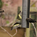Pine siskins