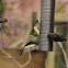 Pine siskins