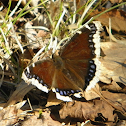 Mourning Cloak