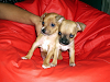 Cachorros Chiguagua Miniatura