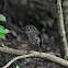 NZ Robin