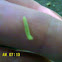 Inch Worm