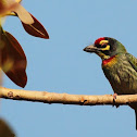 Coppersmith Barbet