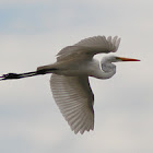 Great Egret