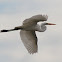 Great Egret