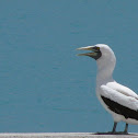 Masked Booby