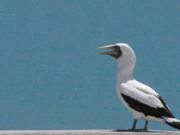 Spotting Image 1
