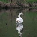 mute swan