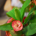 Crown of Thorns