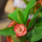 Crown of Thorns