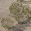 Creosote Bush